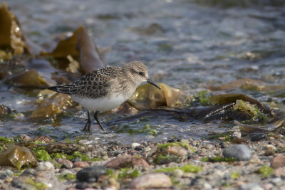 Bcasseau de Baird / Baird's Sandpiper (Calibri bairdii)