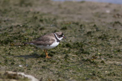 Pluvier semipalm / Semipalmated Plover adult (Charadrius semipalmatus)