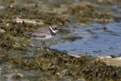 Pluvier semipalm / Semipalmated Plover juvenile (Charadrius semipalmatus)