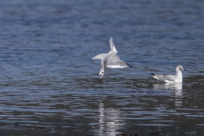 Mouette de Bonaparte / Bonaparte's Gull (Larus philadelphia)