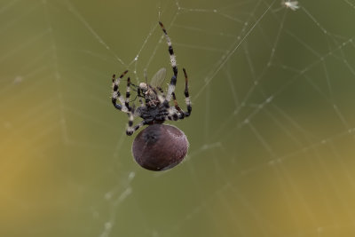 peire diadme / Garden Spider (Araneus diadematus)