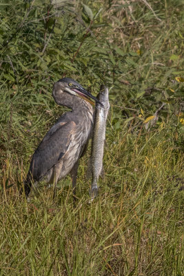 Grand Hron / Great Blue Heron (Ardea herodias)