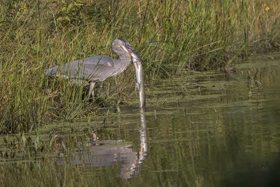 Grand Hron / Great Blue Heron (Ardea herodias)