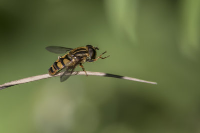 Grand syrphide  bandes thoraciques, Striped large Syrphid (Helophilus fasciatus)