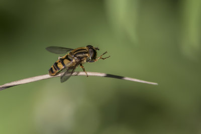 Grand syrphide à bandes thoraciques, Striped large Syrphid (Helophilus fasciatus)