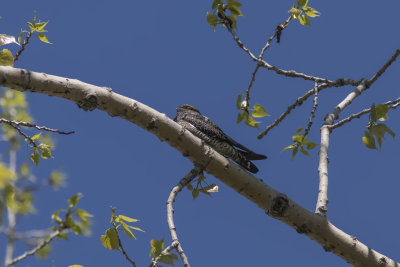 Engoulevent d'Amrique / Common Nighthawk (Chordeiles minor)