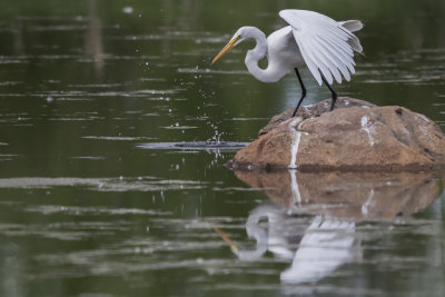 Grande aigrette / Great Egret (Ardea alba)