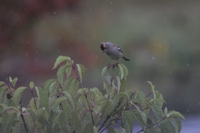 Bruant  couronne blanche / White-crowned Sparrow juvenile (Zonotrichia leucophrys)