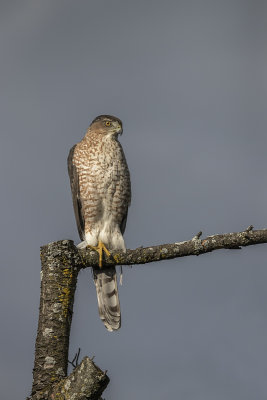 pervier de Cooper / Cooper's Hawk (Accipiter cooperii)