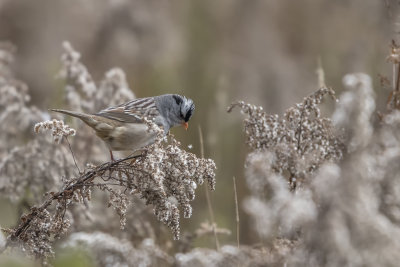 Bruant  couronne blanche / White-crowned Sparrow (Zonotrichia leucophrys)