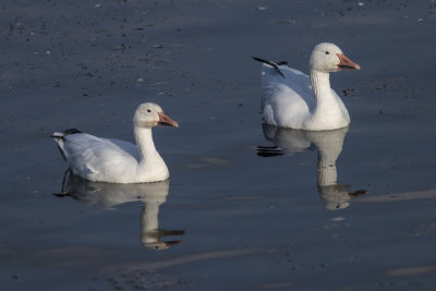 Oie des neiges /Snow Goose (Chen caerulescens)