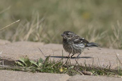 Bruant vespral / Vesper Sparrow juvenile (Pooecetes gramineus)