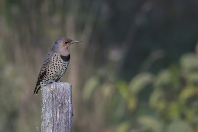 Pic flamboyant / Northern Flicker female (Colaptes auratus)