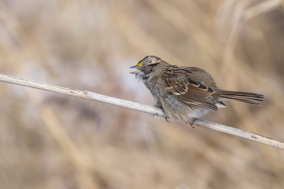 Bruant  gorge blanche / White-throated Sparrow (Zonotrichia albicollis)