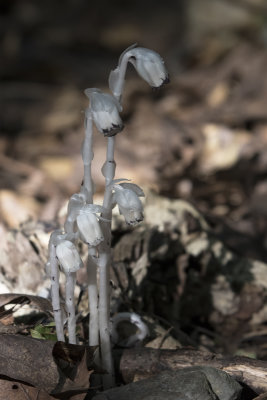 Monotrope uniflore / Ghost Flower (Monotropa uniflora)
