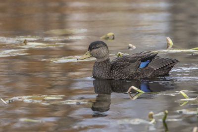 Canard noir / American Black Duck (Anas rubripes)