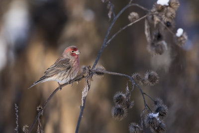 Roselin familier /House Finch (Carpodacus mexicanus)