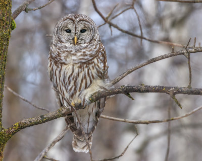 Chouette raye / Barred Owl (Strix varia)