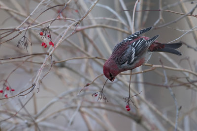 Durbec des sapins / Pine Grosbeak (Pinicola enucleator)