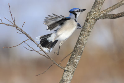 Geai bleu / Blue Jay (Cyanocitta cristata)