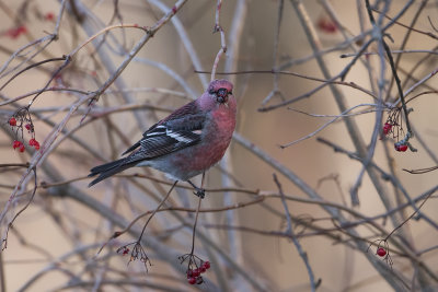 Durbec des sapins / Pine Grosbeak (Pinicola enucleator)