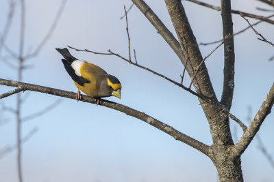 Gros bec errant / Evening Grosbeak (Coccothraustes vespertinus)