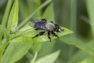 Laphria grossa / Bee-like Robber Flies