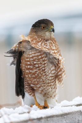 pervier de Cooper / Cooper's Hawk (Accipiter cooperii)