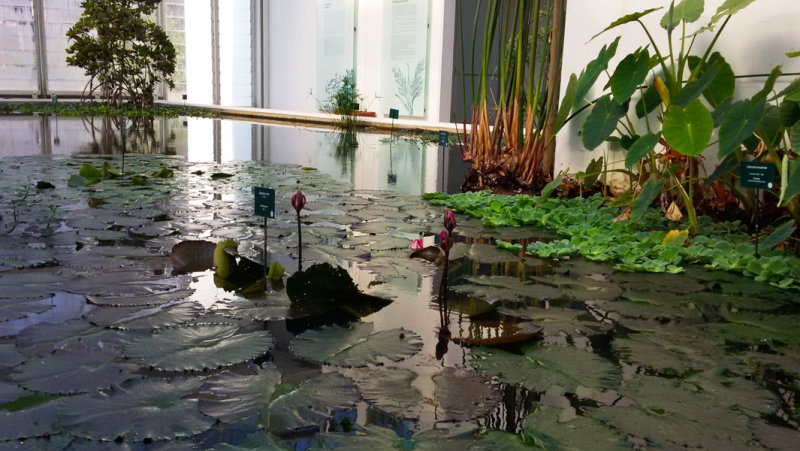 Water Lilies20170219_131113