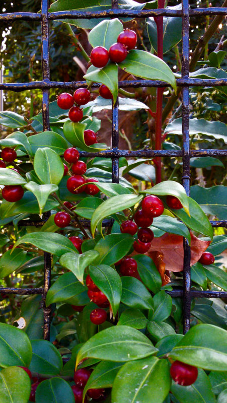 Berries in a Garden20170219_150020