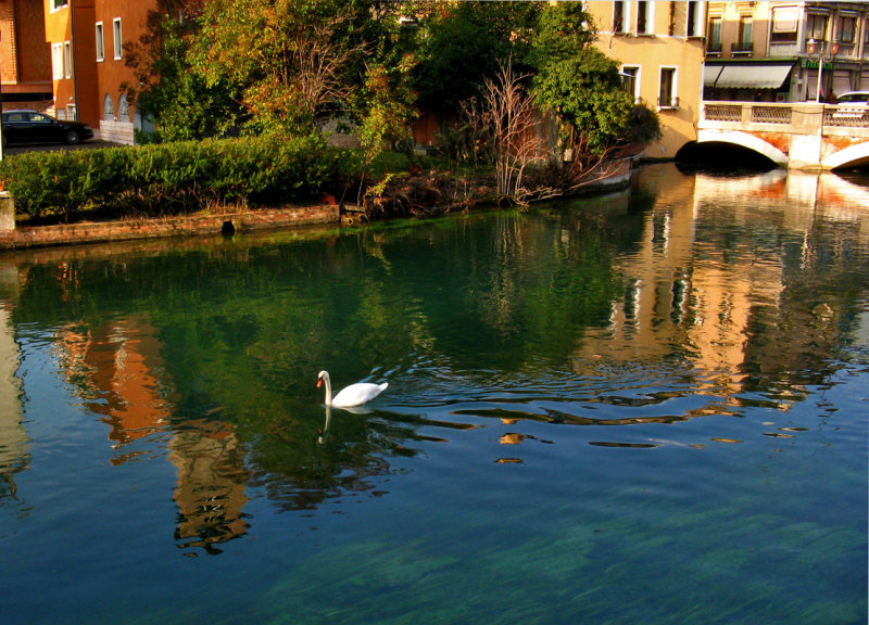 Swan and Reflections9118