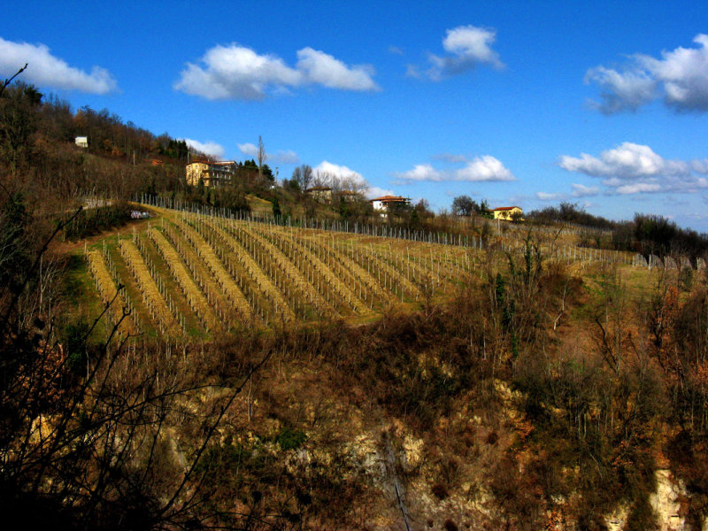 A Vinyard9305