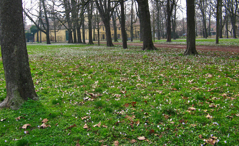 Crocus bloom on the Grass0434