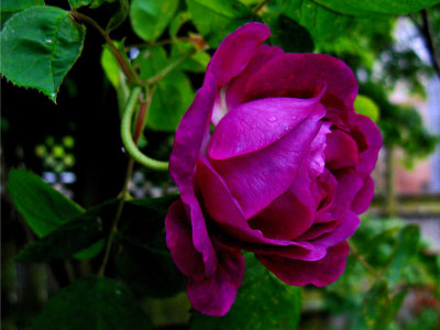 Reine des Violettes<br />0247