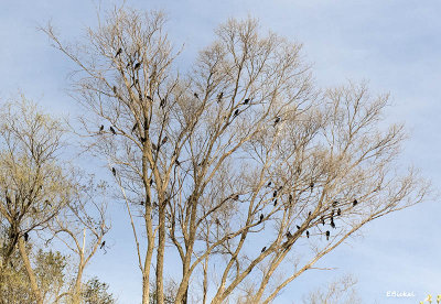 Blackbirds