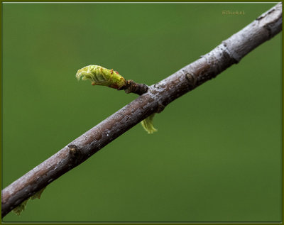 Leaf Bud