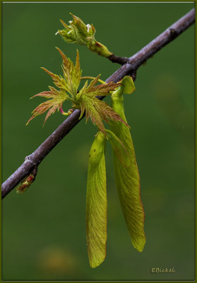 Spring Green