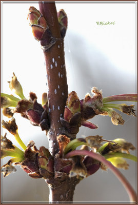 Buds & Spent Flowers