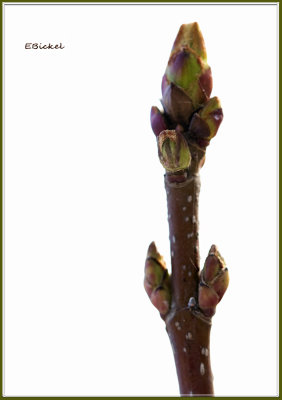 Leaf Buds
