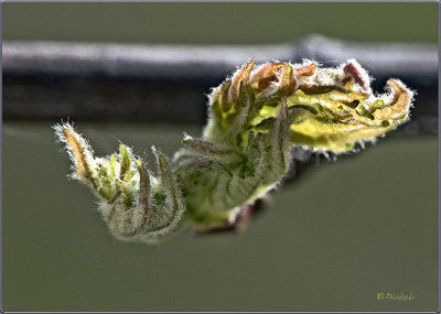 Unfolding