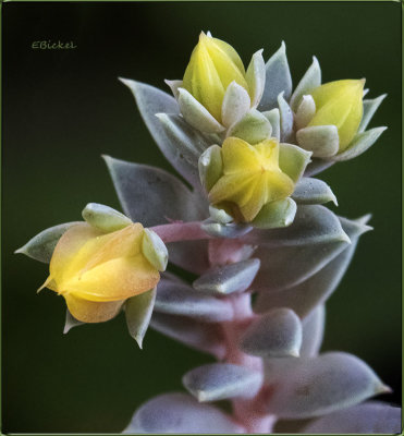 Succulents & Their Flowers