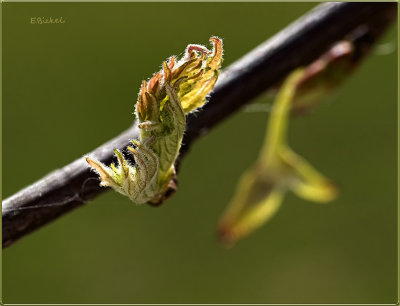 Brand New Leaf