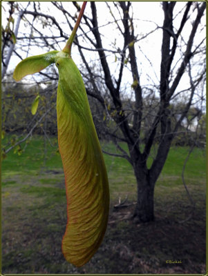 Maple Tree Seed Pod