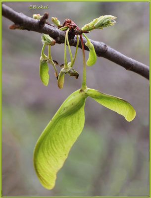 Pods