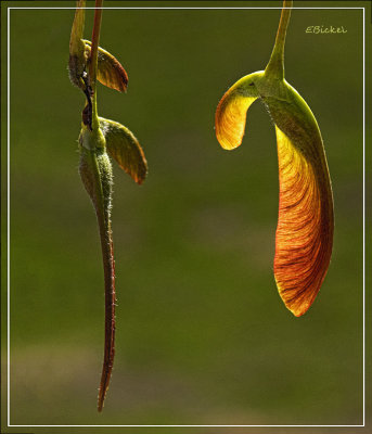 Seed Pods