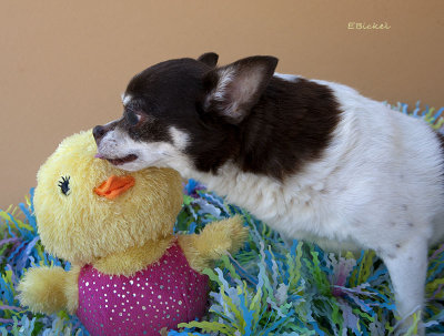 Kissing the Easter Chick 2017