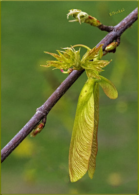 Pods, Buds, Baby Leaves
