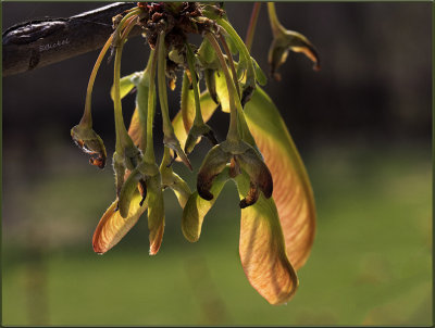 Many Pods