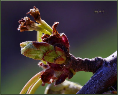 Last of the FlowerBuds