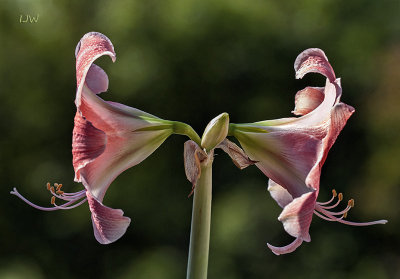 Amaryllis: May 2017